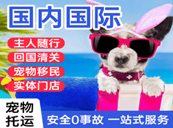 沈阳空运代理国际宠物托运 【国